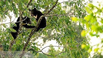 10 Animaux Originaires De Corée Du Sud Et Où Les Voir