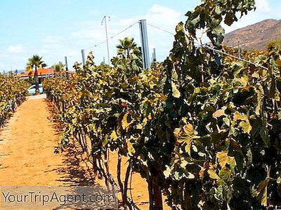 De Mooiste Wijnlanden In Valle De Guadalupe