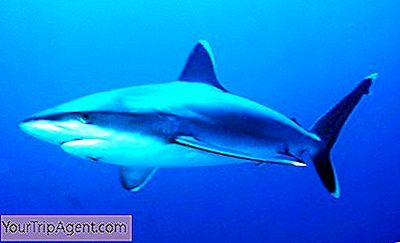 オーストラリアで最もサメの多い水域 21