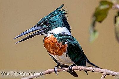 15 Hermosas Aves Brasilenas Y Donde Encontrarlas 21